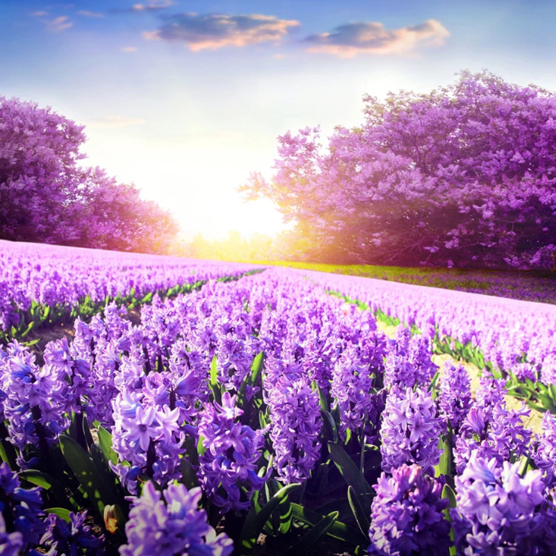 

Full Solid Normal Round drills 5D DIY Lavender fields scenery picture diamond painting mosaic cross stitch diamond embroidery