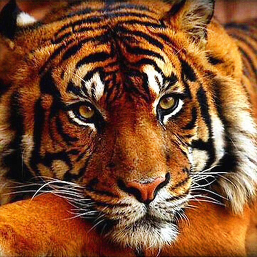 

LI LOYE 5D DIY Mosaic Diamond Embroidery Tiger head Diamond Painting Full Round Rhinestone Cross Stitch Needlework arts RT1065