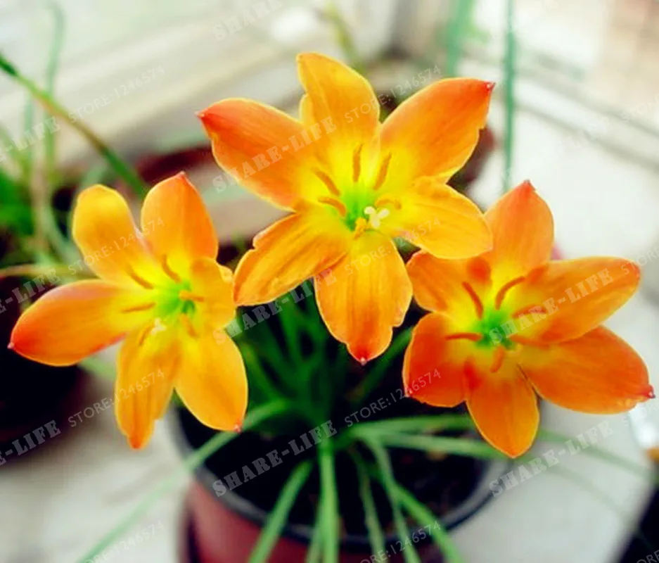 5 Bulbs Color Mixing Zephyranthes Candida Bulbs Bonsai Flower Bulbs Outdoor Plant Natural Growth Bonsai 5 Bulbs Color Mixing Zephyranthes Candida Bulbs Bonsai Flower Bulbs Outdoor Plant Natural Growth Bonsai