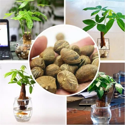 

1pcs Pachira Macrocarpa True Bonsai Tree Pachira Money Tree for Home Garden Plant