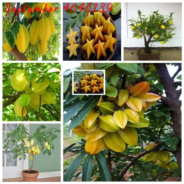 

selling 20pcs Carambola plants Star Fruit Rare Tree Garden Bonsai Pots Woody Very Easy To Grow Diy Plant Free shipping