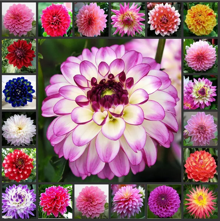 Многоцветные dahlia suculentas Растения Сад dahlias для Домашнего Цветоводства-Dahlias 10 шт