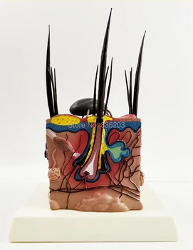 

Medical instruments Disease anatomy dog skin model Anatomical Canine Dog Hip Heart traumatic male member