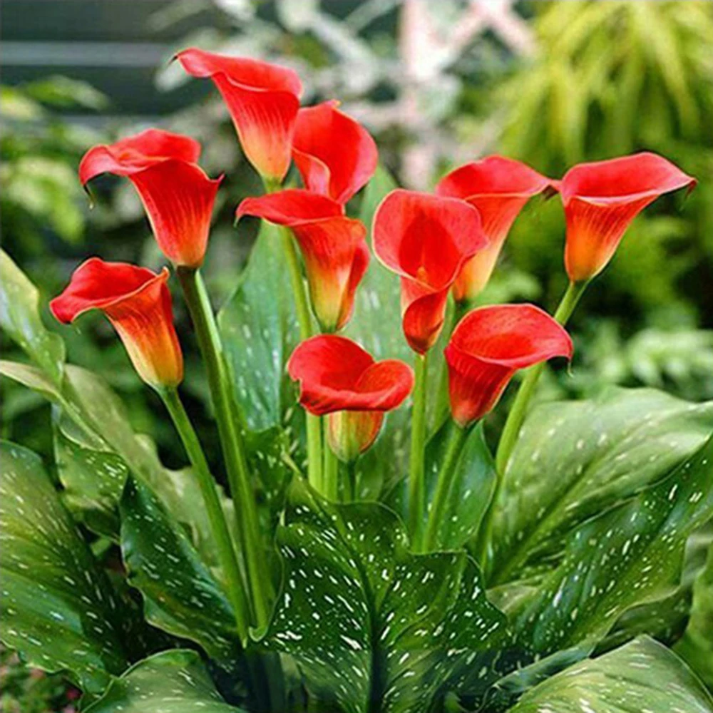 HUACAN-Diamond-Painting-Flowers-Diamond-Embroidery-Full-Display-Diamond-Mosaic-Sale-Pictures-With-Rhinestones-Needlework0