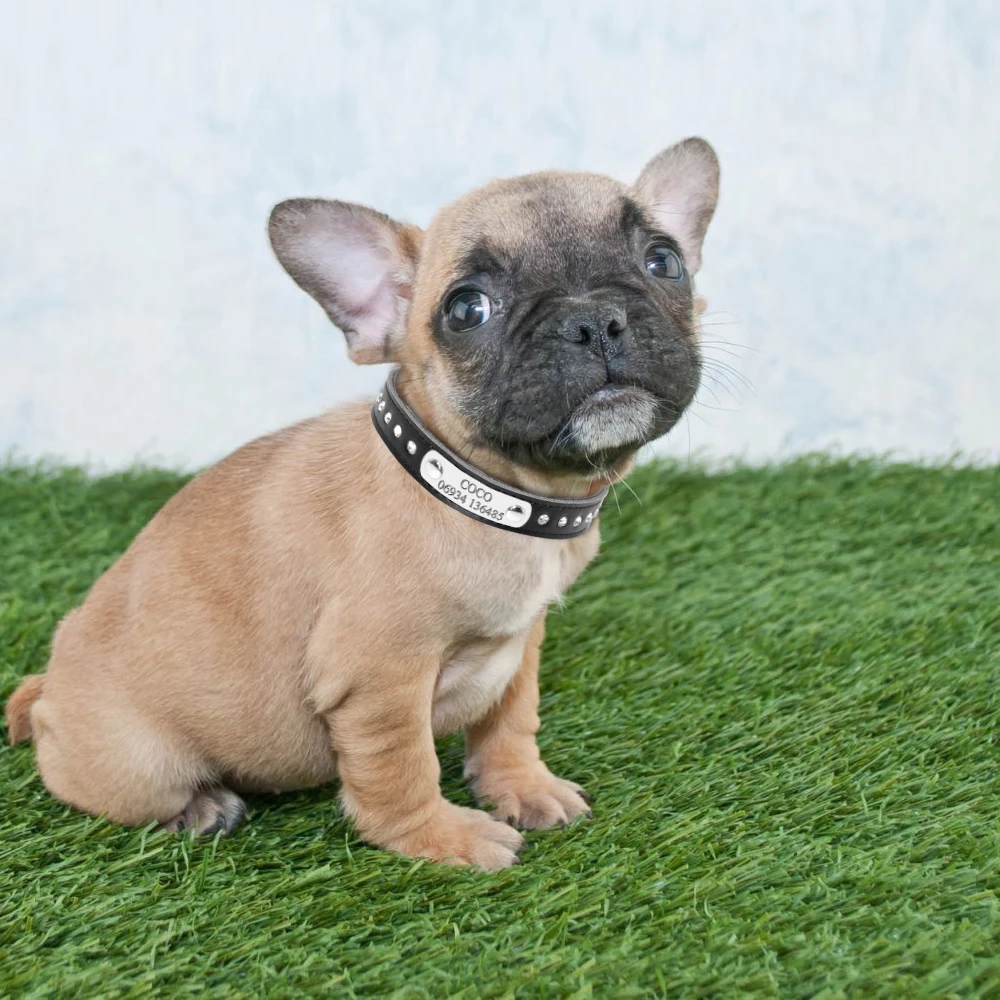 leather dog collars
