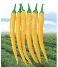 

Yellow hot pepper bonsai 100pcs line of organic vegetable bonsai