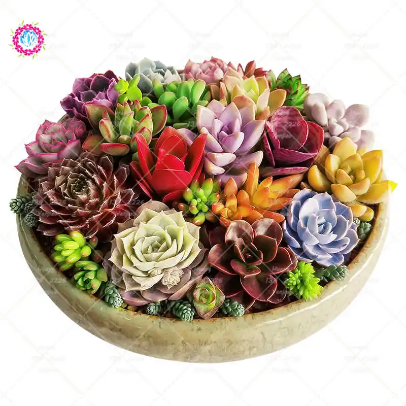 

200 Pcs/Bag Rare Succulent Bonsai Plant Easy Potted Flower Plsnt Home Garden Decoration Bonsai Mix Color