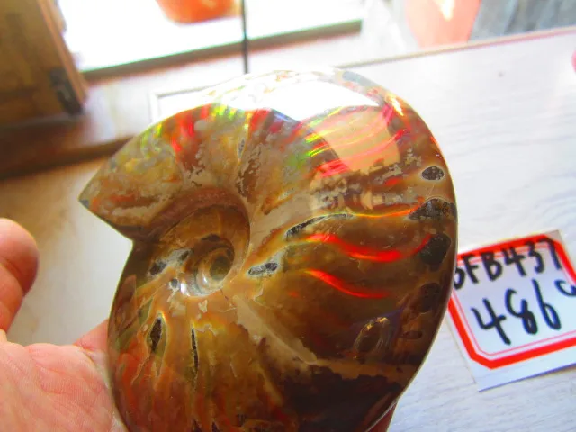 Special Price 486g(1.06 lb) Iridescent Ammonite Ammolite Specimen Fossil Madagascar BFB437