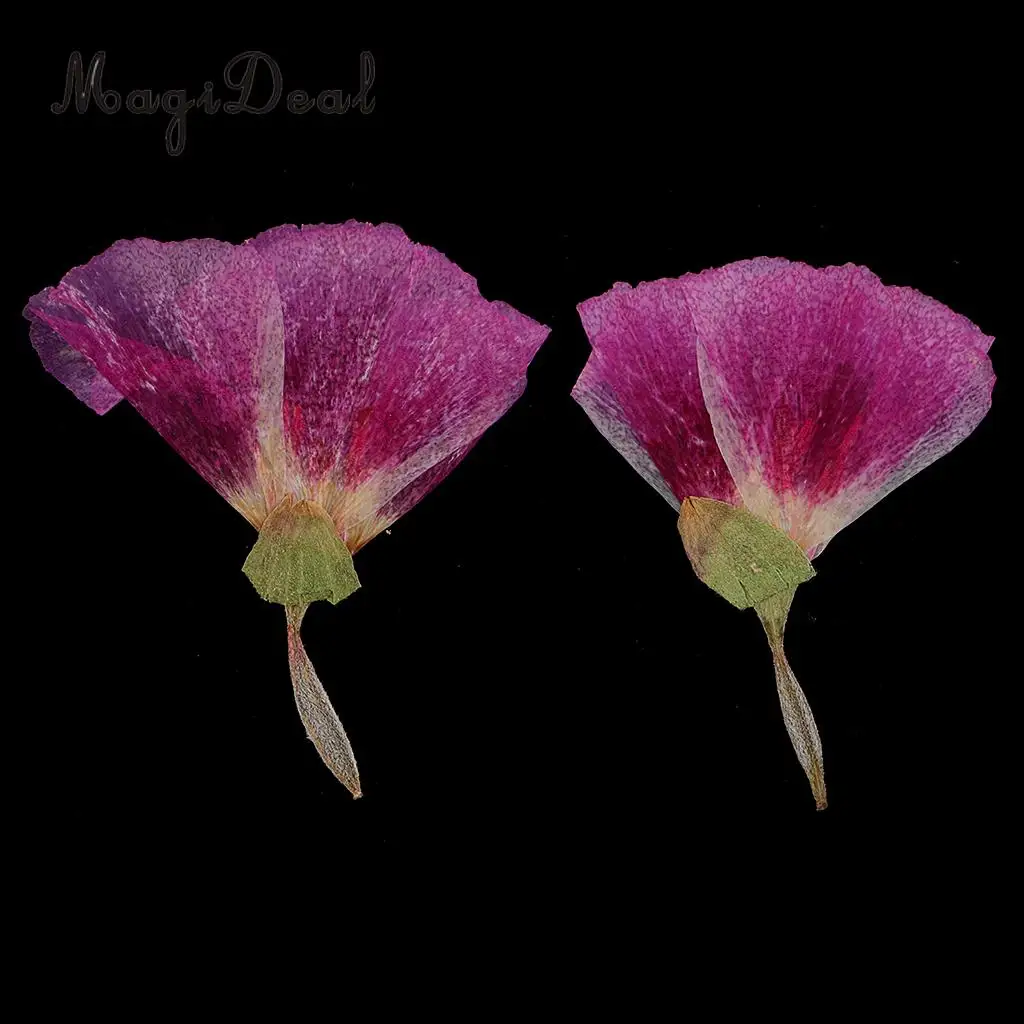 12pcs Beautiful Godetia Real Pressed Natural Dried Flowers for Art Craft Scrapbooking Card Making Resin Jewelry Making Craft DIY