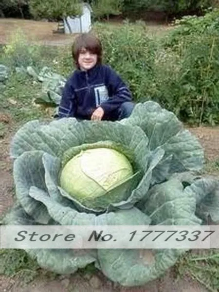 

100Pcs/Bag Rare Giant Russian Cabbage Bonsai Plant Vegetable Plant 95%+ Germination High-Quality Vegetable For Home Garden