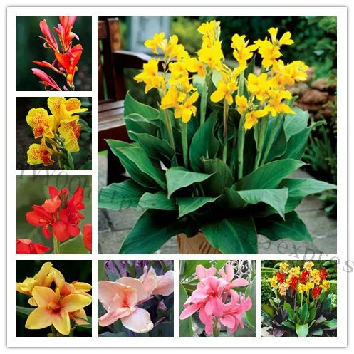 

10 Pcs bonsai flower Colorful Canna Lily Bonsai DIY Potted Plants Indoor Outdoor Bonsai Germination Rate Of 95% garden plant B68