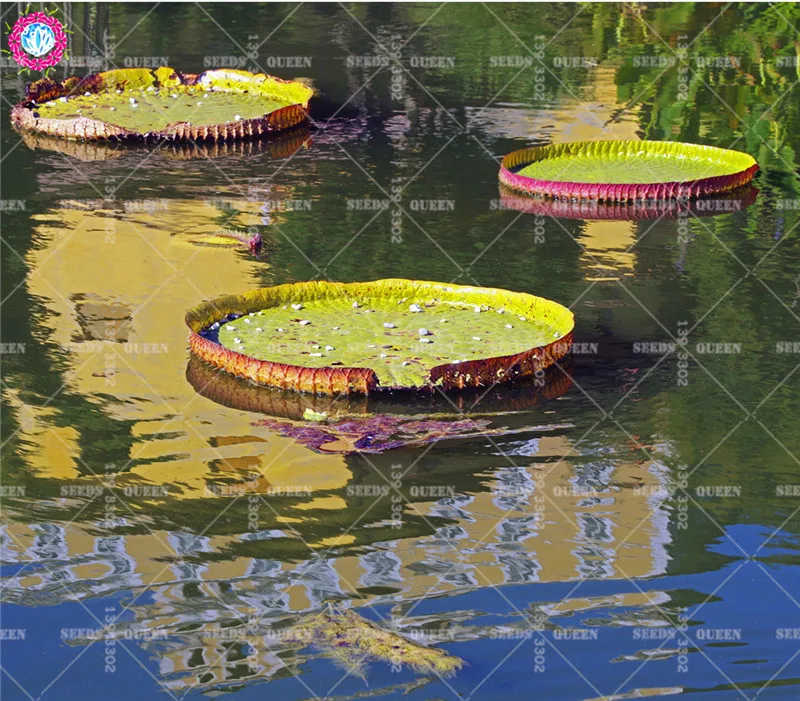 Виктория лист лотоса бонсай гигантский цветок водяной лилии настоящие водные растения цветочный горшок весенние цветы для дома, сада Лучшая упаковка 10 шт
