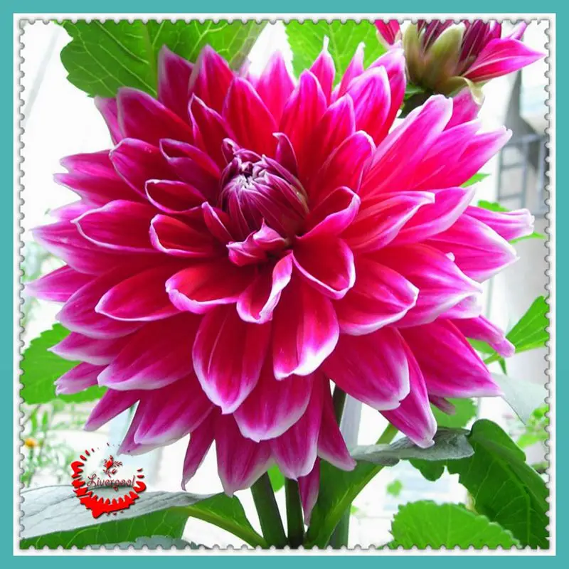 200 Pcs Dahlia Blooms Flower Seeds NON GMO Cold Hardy Surrounded by Flowering Garden Corridor