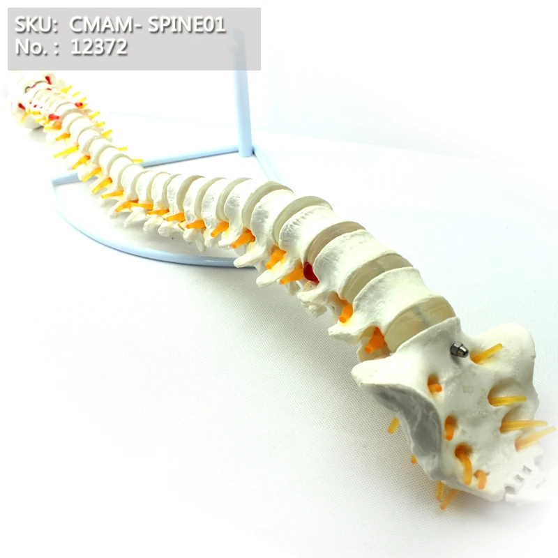 CMAM/12372 позвоночник, медицинская спинальная Колонка анатомическая модель человека