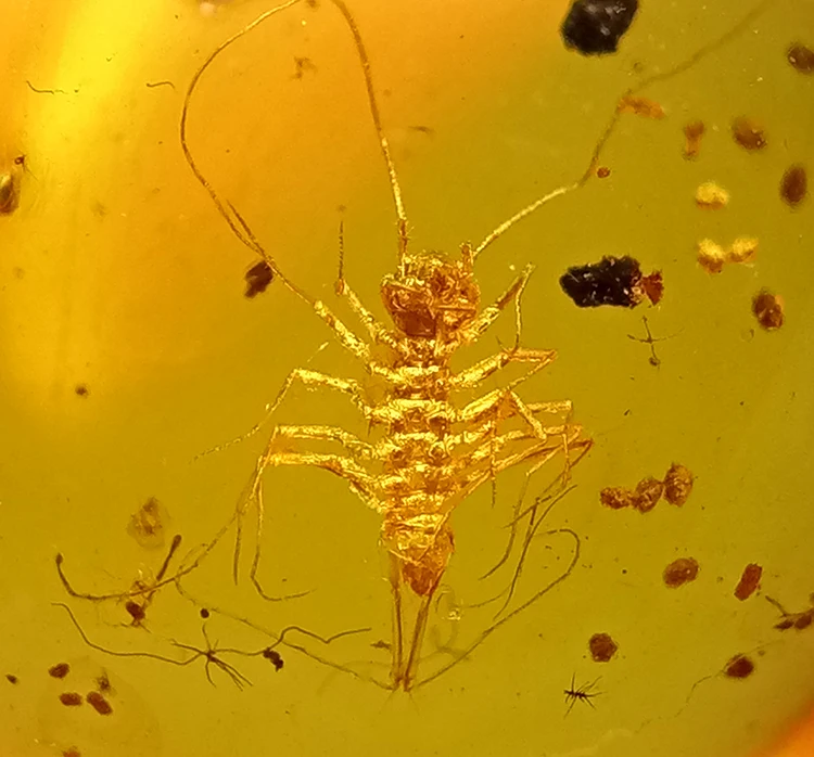 

Rare clear house Centipede scutiger untreated burmite Myanmar Burma Amber insect lynx stone from dinosaurs age Cretaceous