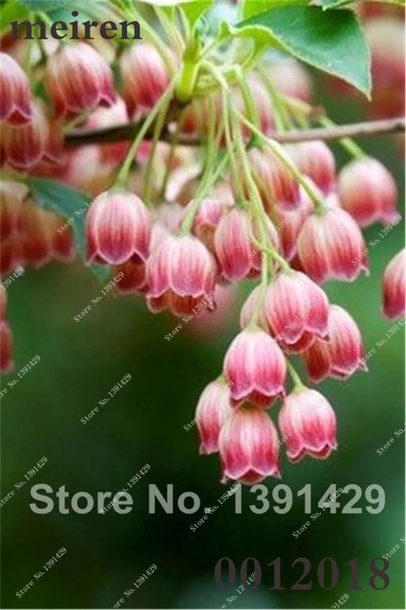 Hot Sale 100 Pcs/Bag Bell Orchid Bonsai Flower Campanula Bonsai Flower Seedling Convallaria Plant Pot For Home Garden air plants