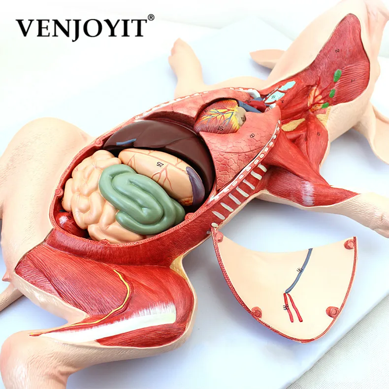 Свинья анатомическая модель эмбриональных органов висцеральная мышечная нерва ветеринарное исследование животных