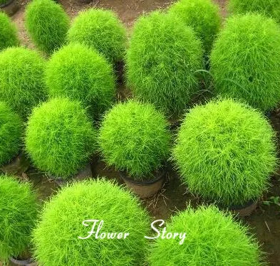 Image Kochia scoparia seeds 100 seeds  Park Ornamental Plants Big Lantern Kochia Scoparia Grass  Best Varieties, 98% Germination Rate