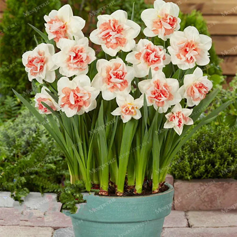 Buy 100 Pcs Daffodil Seeds Free Shipping