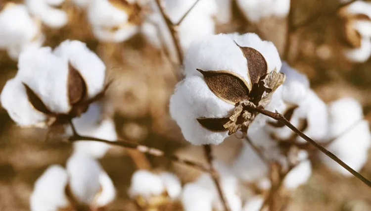 9559330764_1514410596_