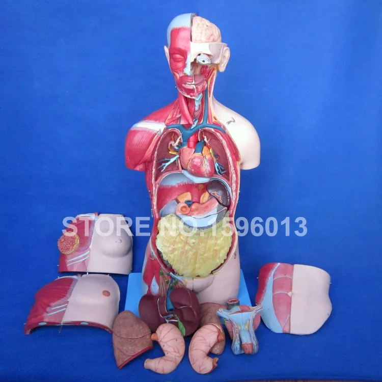 A10003 torso model  (6)