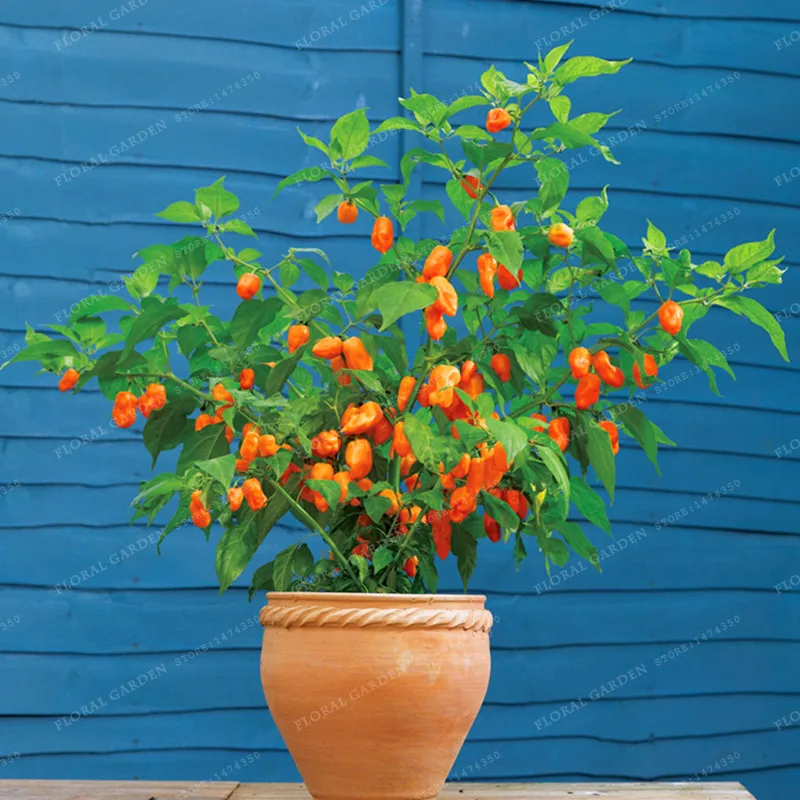 

100pcs Chilli Bonsai Vegetable Bonsai Brown Red Pepper Bonsai Rare Exotic Bonsai Plant Decoration High budding rate fast growth