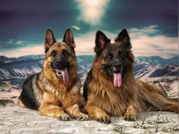 

DIY Diamond painting animal 5d square Diamond mosaic icon full Diamond embroidery Crafts hobby decorative Two dogs