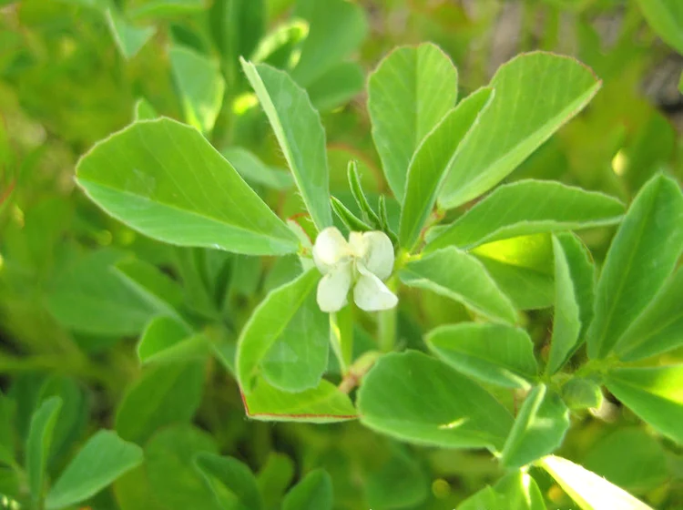 200 pcs/lot fenugreek vegetable,courtyard balcony