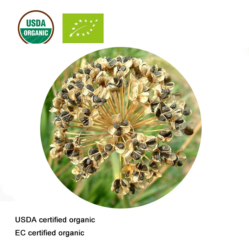 USDA и ЕС сертифицированный органический экстракт семян leek 10:1 экстракт клубня лук семян чеснока semen P.E