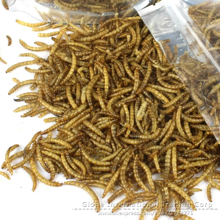 100g Dried Mealworms for arowana Fish Reptile turtle hamster Wild Bird