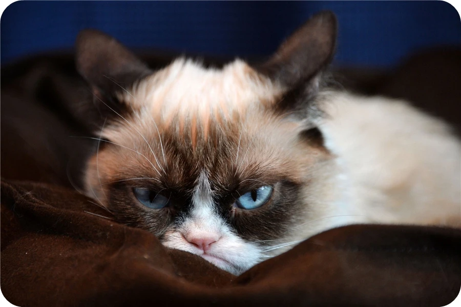 Custom Grumpy Cat Rug Sleeping Angry Cat Bath Mats Black Cartoon Go