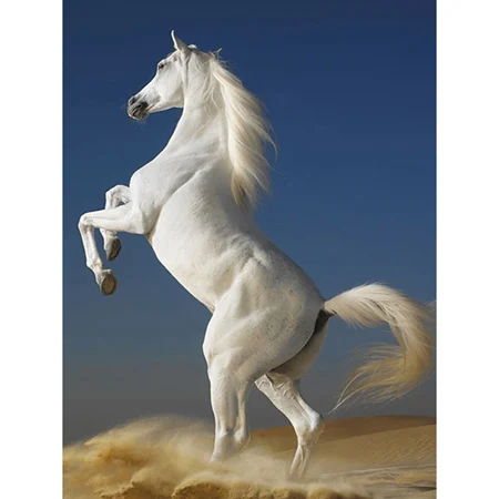 Download 8800 Koleksi Gambar Hewan Kuda Paling Bagus HD