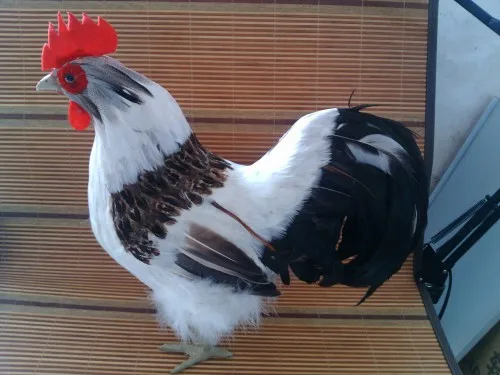 

simulation animal large 43x38cm colourful cock model,lifelike feathers cock decoration gift t478