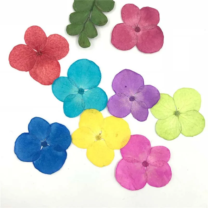 

12PCS miniature Real Dry Pressed Flowers,Flat Dried Hydrangea Flower Petals,Beauty Nail Art Decals Jewelry,Fleurs Scrapbooking