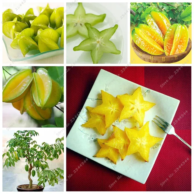 starfruit seeds barca fontanacountryinn com starfruit seeds