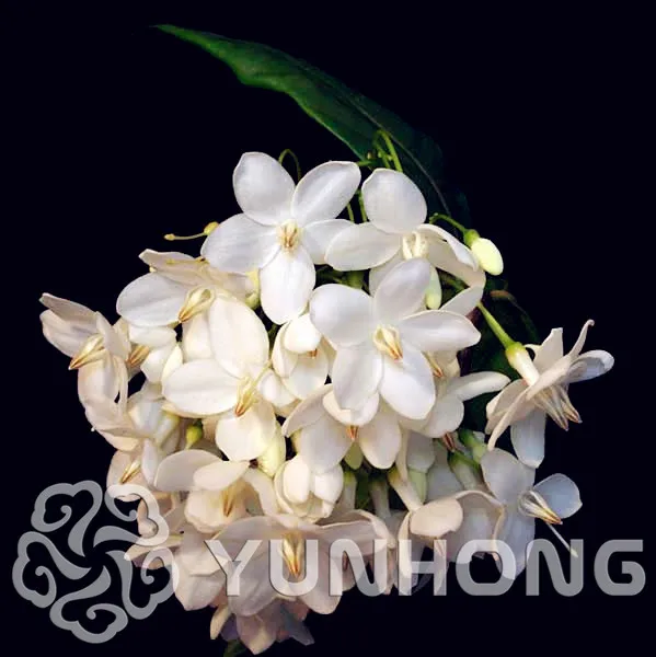 

10PCS Hot Sale! Vanilla Water Plum Flower Bonsai for Planting in Pot or Ground Easy to Grow Flower Bonsai as Cold Hardy Bonsai