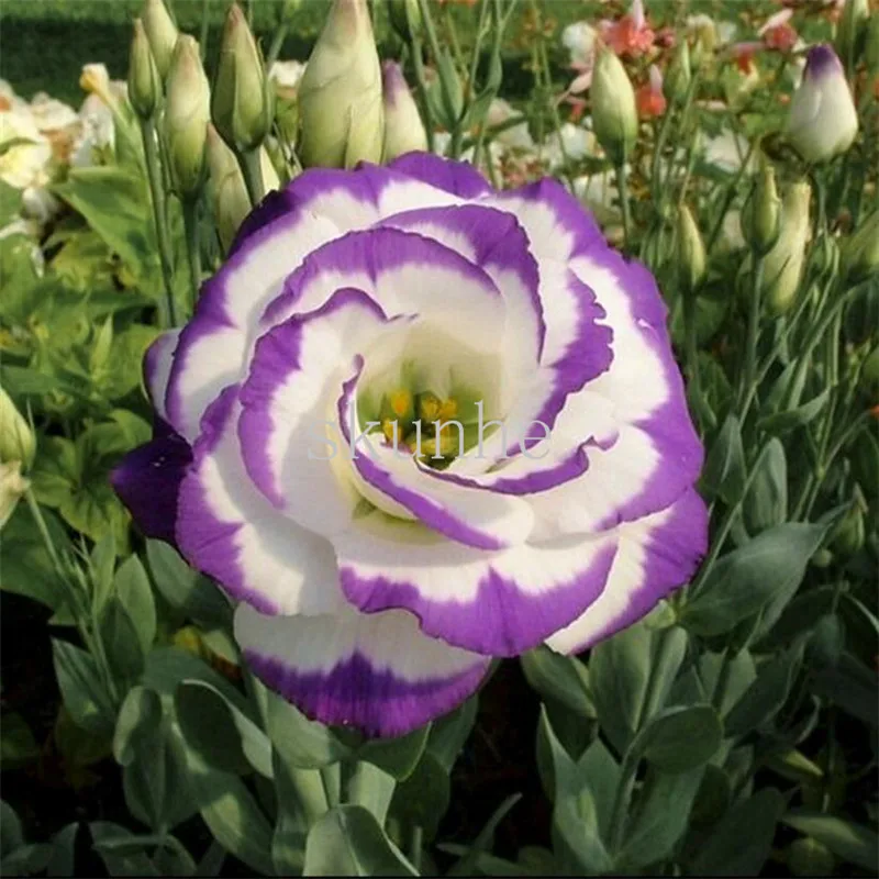 

Dwarf Eustoma bonsais Spring Sowing Autumn bonsais Indoor Flowers Balcony Potted 100pcs(ju geng)