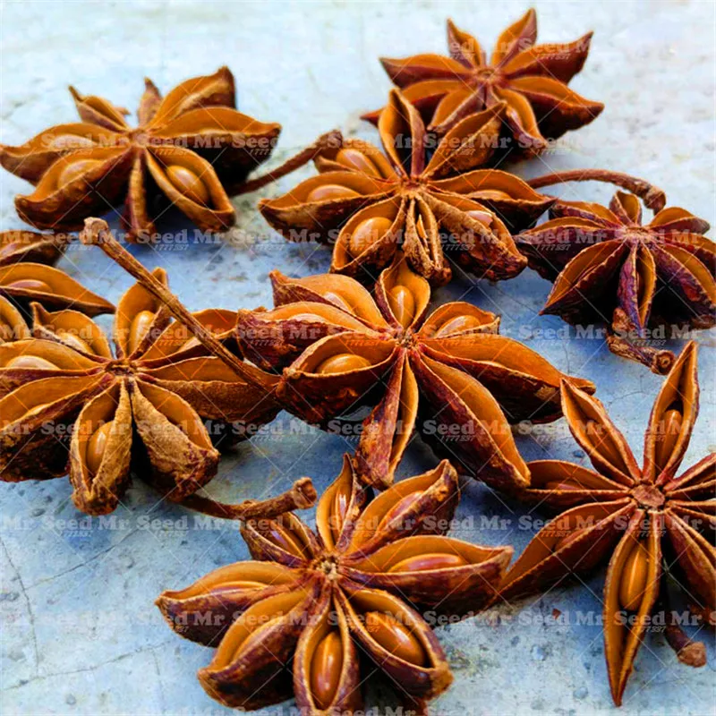 

Star anise seasoning plant, Chinese condiment vegetable star anise potted plant dish flavoring plant