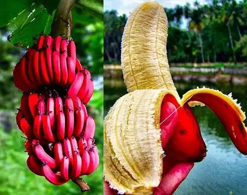 

30pcs banana bonsai fruit plants rare big Pink Banana Musa Velutina - Dwarf Pink Banana plantas