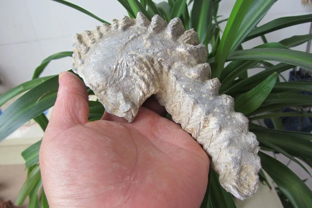 445g Rare Fossil of Oyster specimen from Madagascar | Дом и сад
