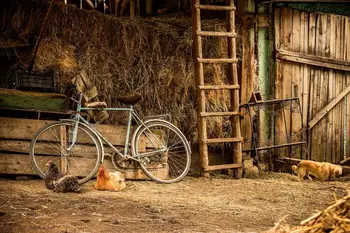 

party background High quality Computer print Old Farm Cottage Barn Straw Hay Yard Hens Dog Bicycle Ladder Wood Doo backdrop