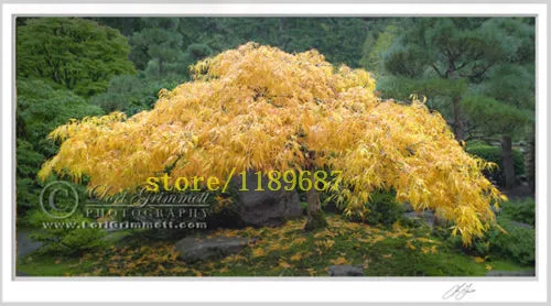 

20 pcs japanese yellow maple tree mini bonsai tree maple special color easy grow plant