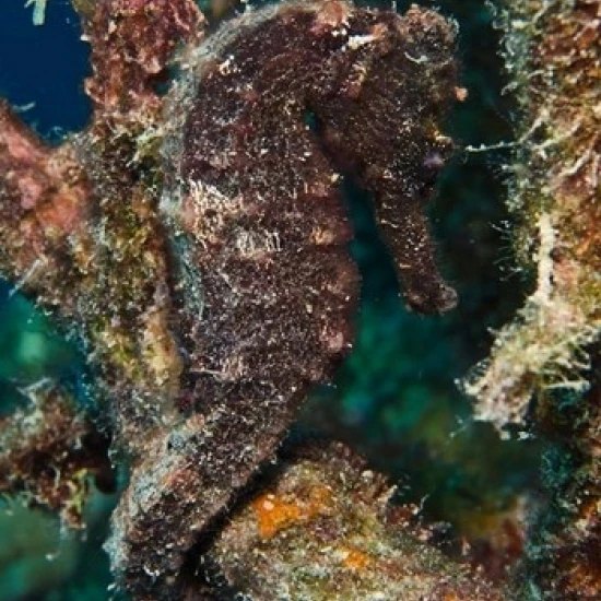 Longsnout Seahorse  Marine Life  Netherlands Antilles Poster Print by Pete Oxford (12 x 17)