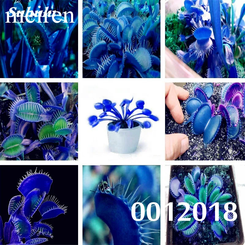 

1000 Pcs Potted Insectivorous Plant Dionaea Muscipula Giant Clip Venus Flytrap Bonsai Carnivorous SeedPlant DIY Home Garden