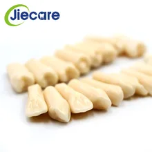 Modèle dentaire en résine de haute qualité 28 pièces/sac, Simulation de Grain de dent pour la préparation d'examen de dentiste, enseignement, livraison gratuite