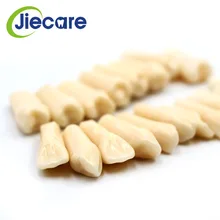 28 unids/bolsa de resina de alta calidad de simulación de Modelo dental de grano de diente para la preparación de exámenes de dentista enseñanza envío gratis