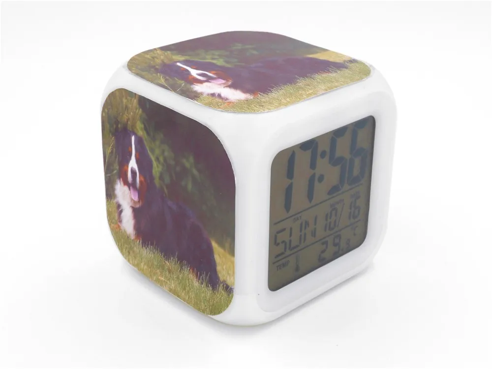 Bernese Mountain Dog Led Alarm Clock  3