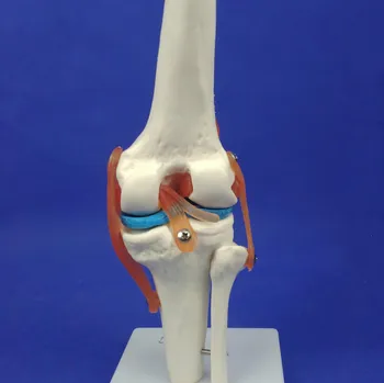 

Pvc 1:1 Life Flexural Human Knee Joint Function Model Human Pvc Skeleton Joint Model Knee Joint Patella Patella Model
