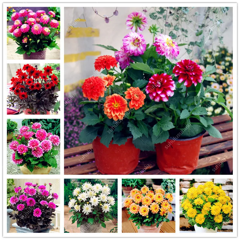 

100 pcs Dahlia Flower Plants Chinese Charming Outdoor & Indoor Bonsai Dahlia Plant For Home Garden Perennial Potted Plants