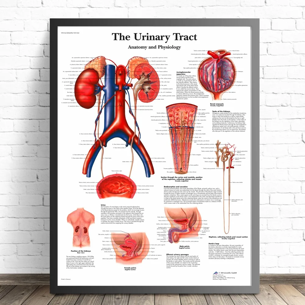 Human Organs Anatomy Medical Canvas Art Painting Posters And Prints Wall Pictures Living Room Decorative Home Decor No Frame